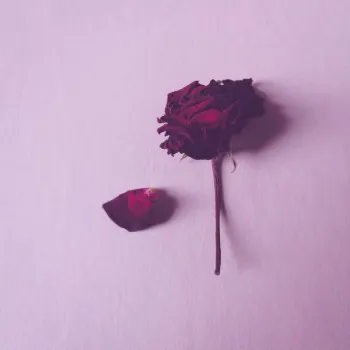 Red Dry Rose